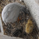 2 baby quails