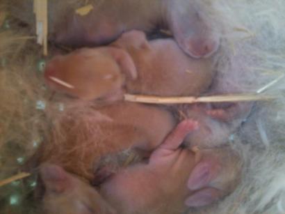 Baby Rabbits
