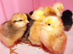 2 day old chicks