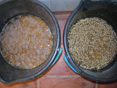 Soaking Chicken Seed