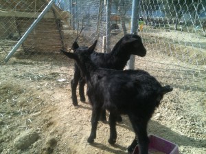 Molly and Lolly our black goats