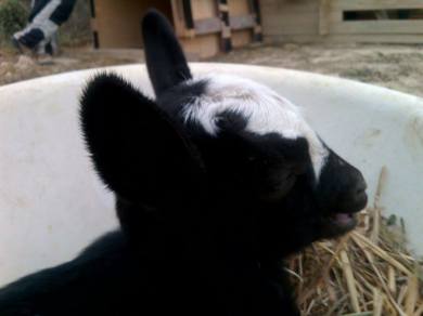 12324988_1757111564512227_121580530_n