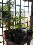 Large Umbrella Palm 'Cyperus Alternifolis'