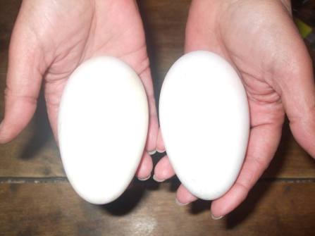 Goose Eggs