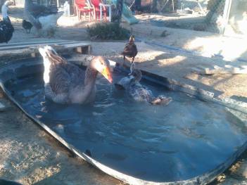 Nanny goose with ducks