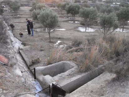 Olive Trees.. Before fencing