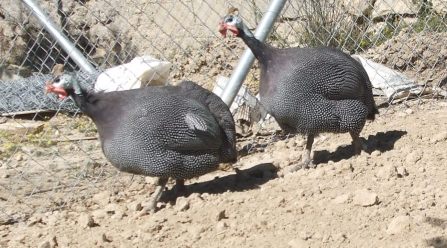 Guinea Fowl males