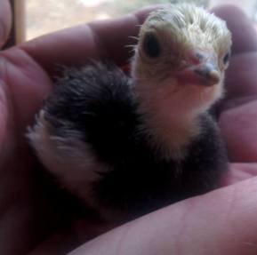 Turkey number one just hatched